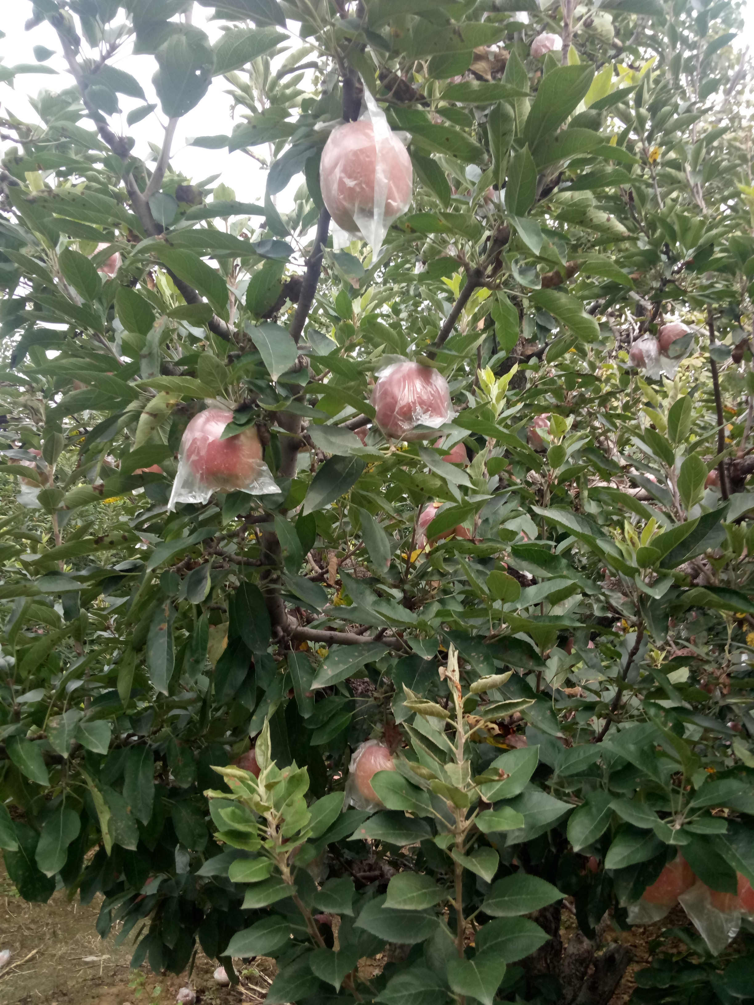 陕西红色之爱苹果树苗种植资料