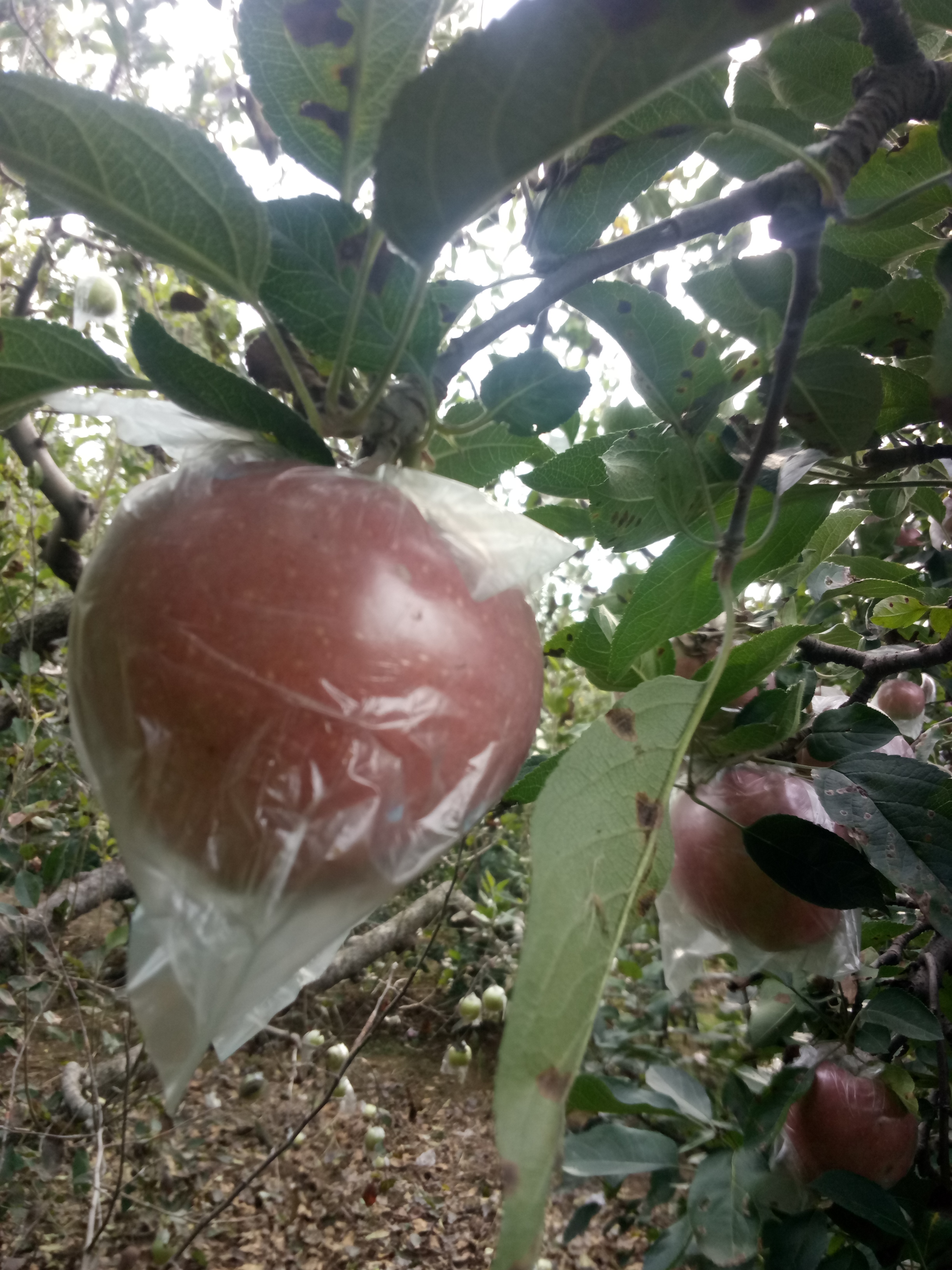 遼寧嫁接2001蘋果樹苗種植資料