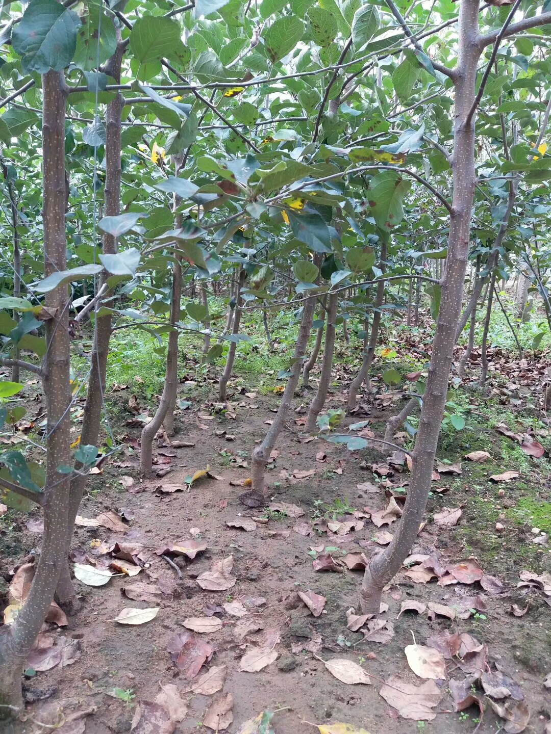 貴州3公分紅富士蘋果樹苗種植資料