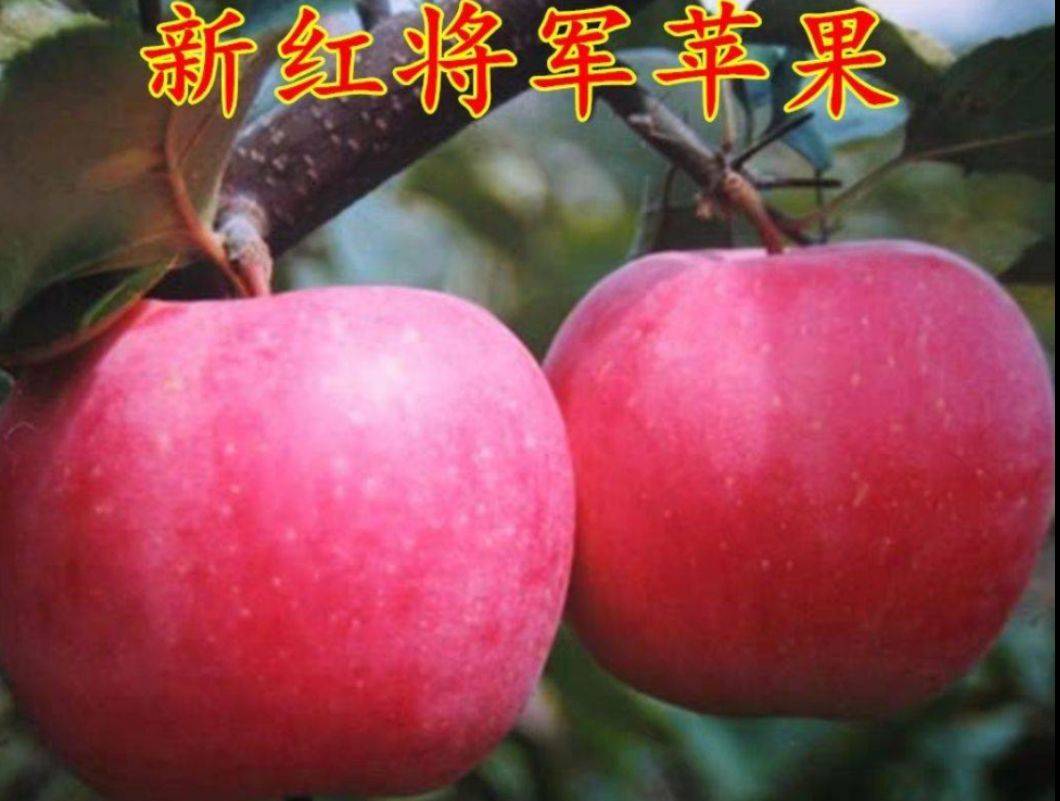 贵州黑钻苹果树树苗包结果