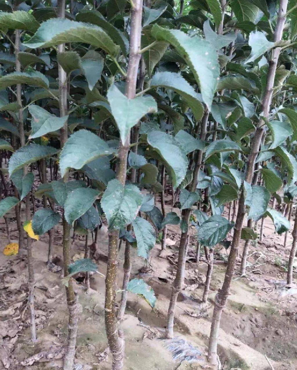 河南黑鉆蘋果樹樹苗行情價(jià)格