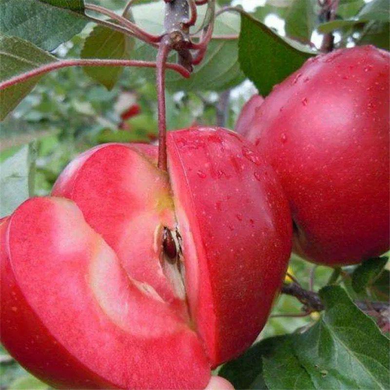 陕西柱状苹果树苗品种