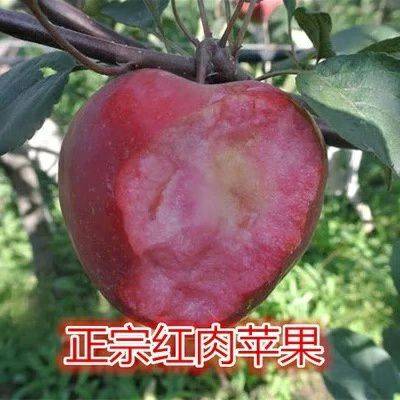 遼寧紅肉蘋果樹苗產(chǎn)量高