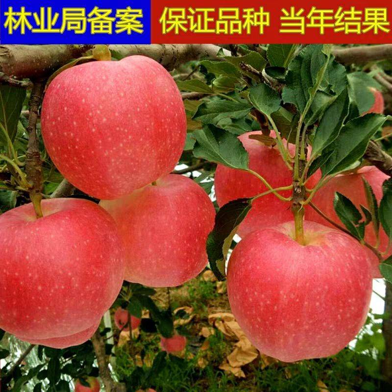 甘肅柱狀蘋果樹苗產(chǎn)量高