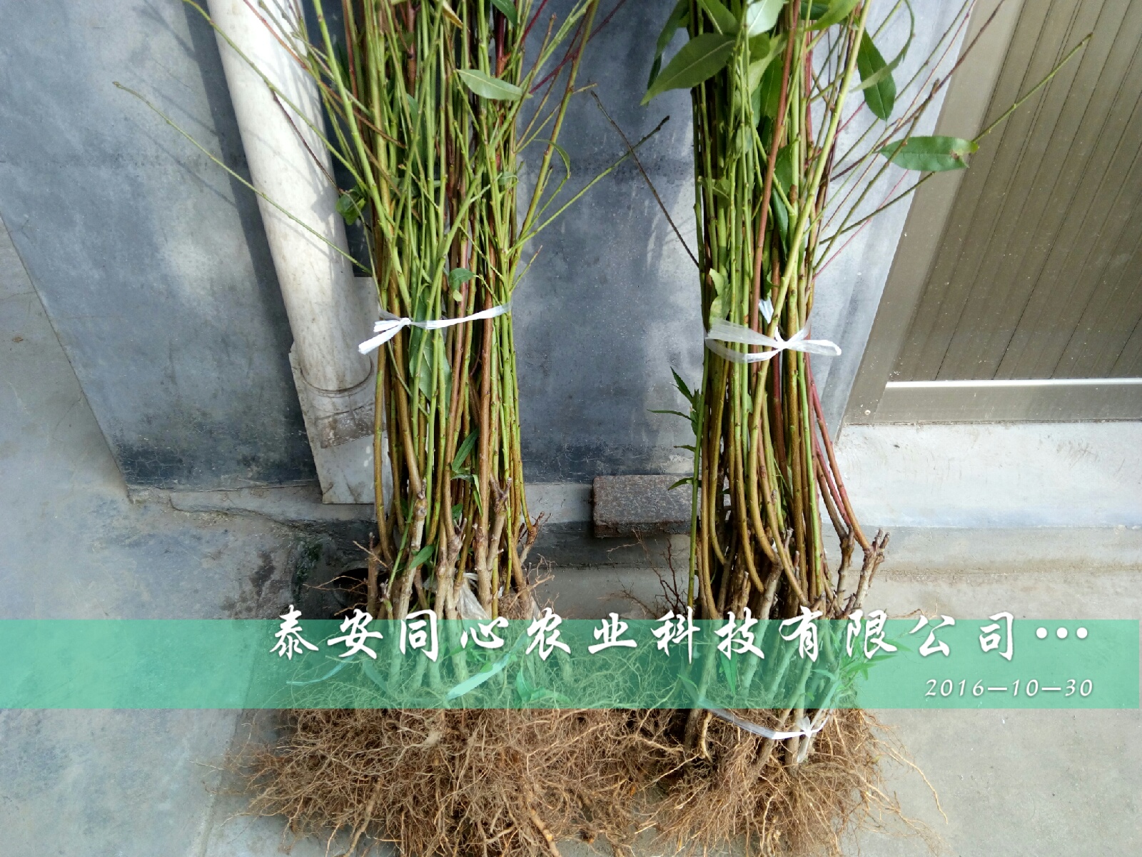 河北桃樹嫁接苗批發(fā)市場