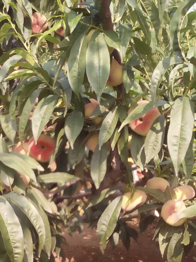 吉林晚熟桃樹嫁接苗 包結果