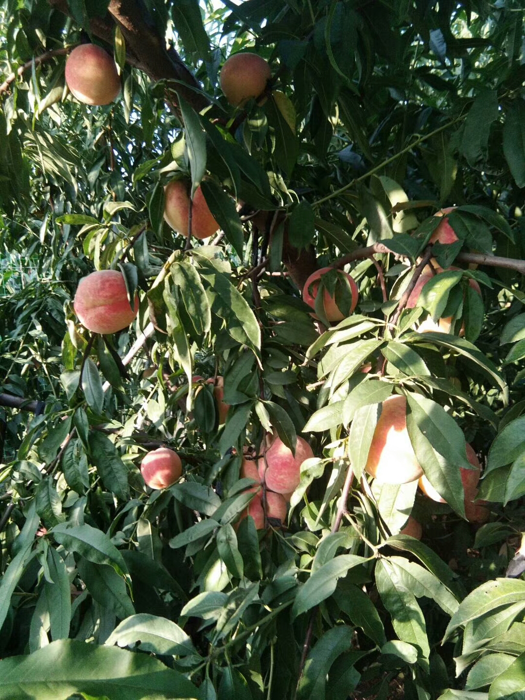 吉林晚熟桃樹嫁接苗 包結果