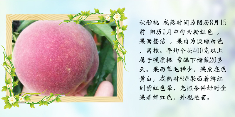 甘肅 桃樹種子播種方法產(chǎn)量高