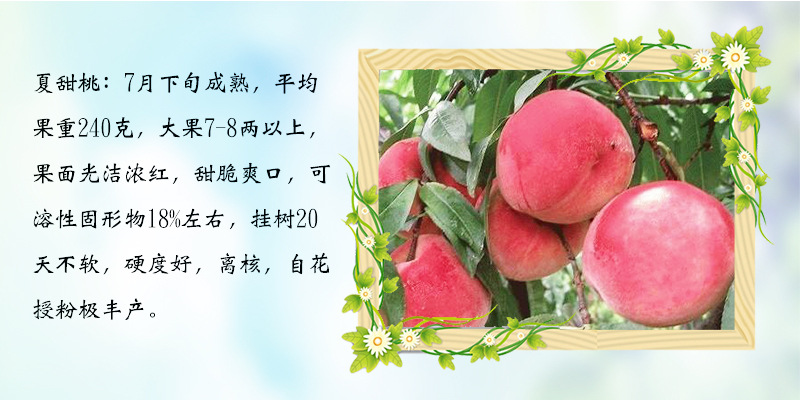 貴州晚熟桃樹嫁接苗 產(chǎn)量高