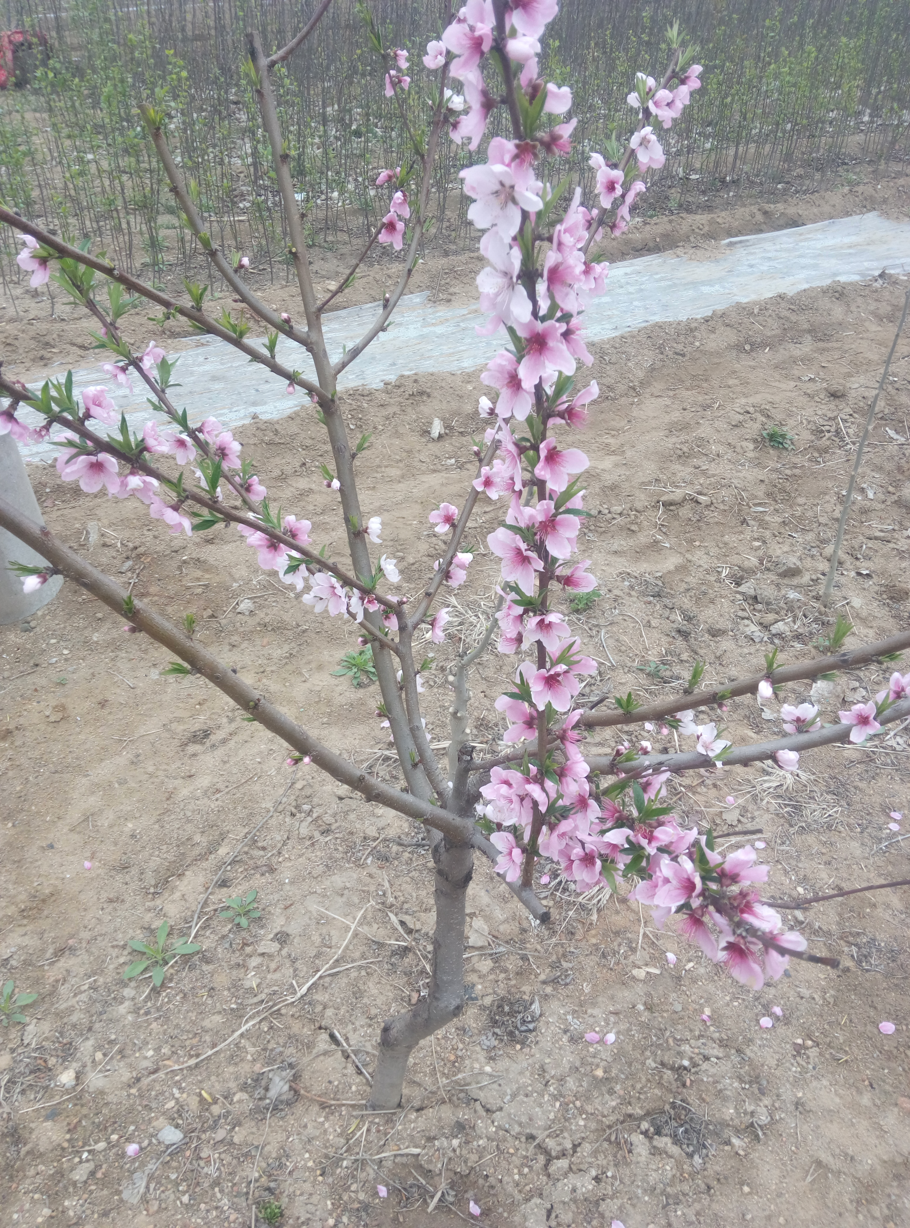 黑龍江 桃樹(shù)種子播種方法種植資料