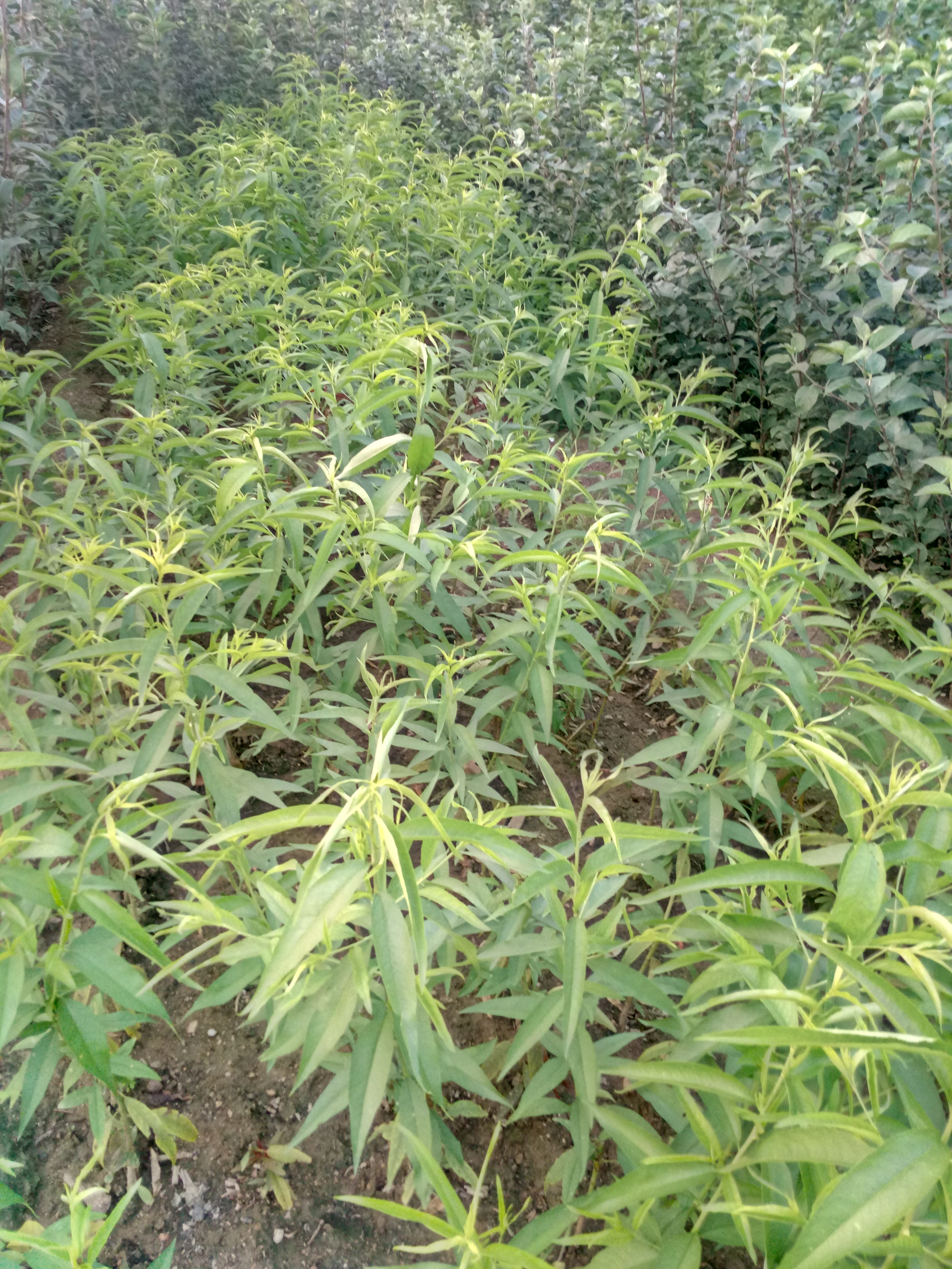 貴州晚熟桃樹嫁接苗 產(chǎn)量高