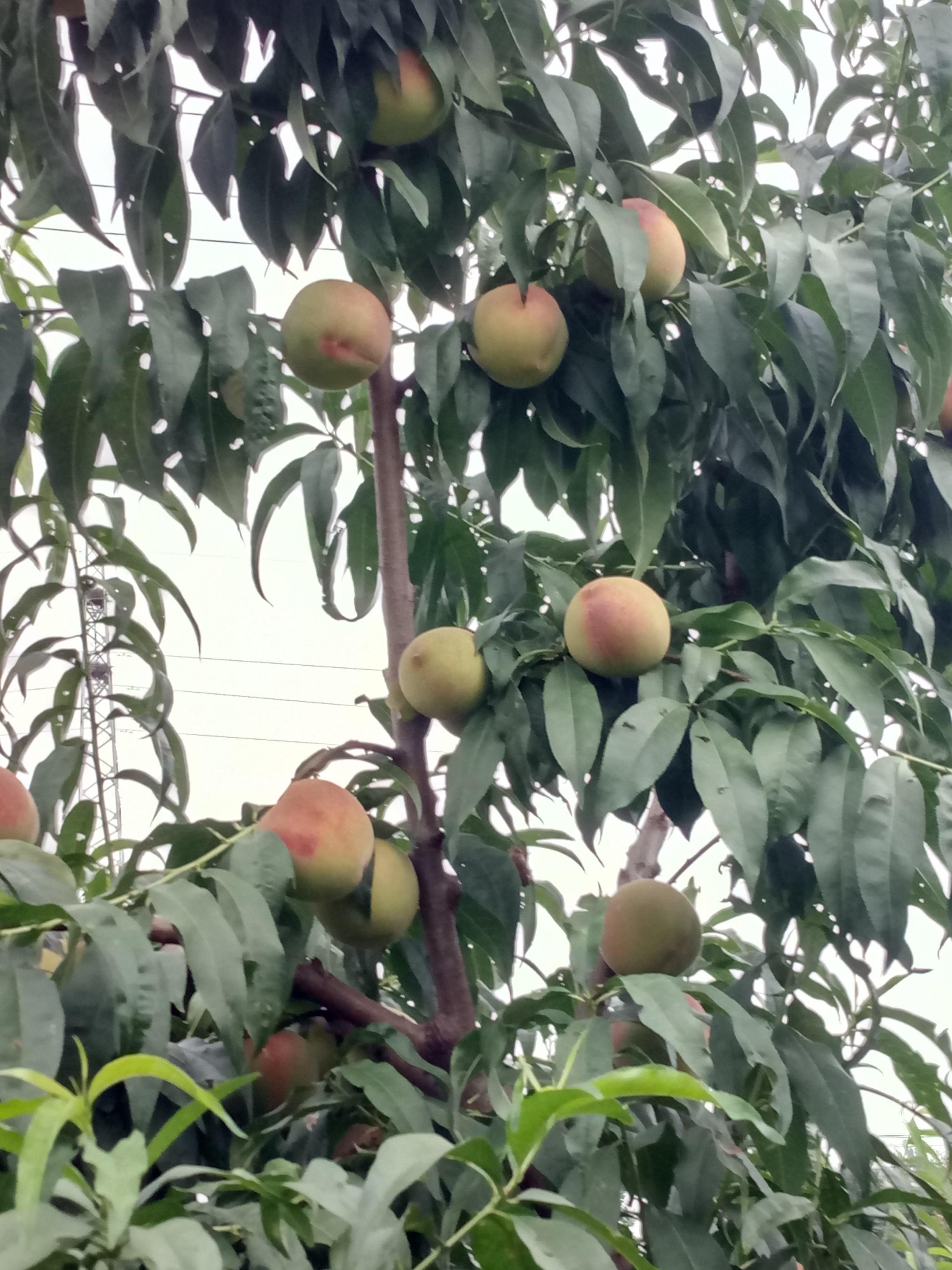 黑龍江 桃樹(shù)種子播種方法種植資料