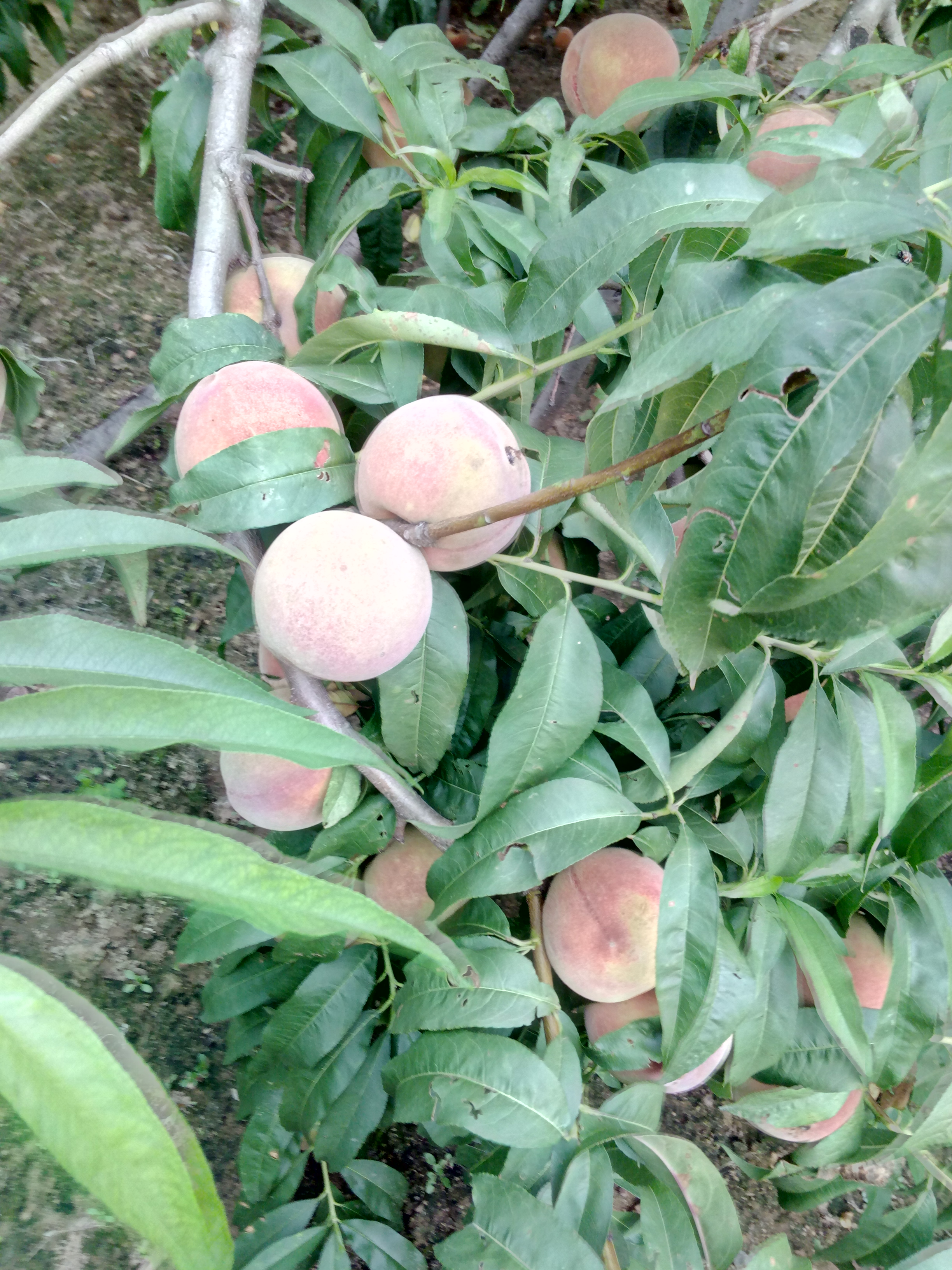 貴州晚熟桃樹嫁接苗 產(chǎn)量高