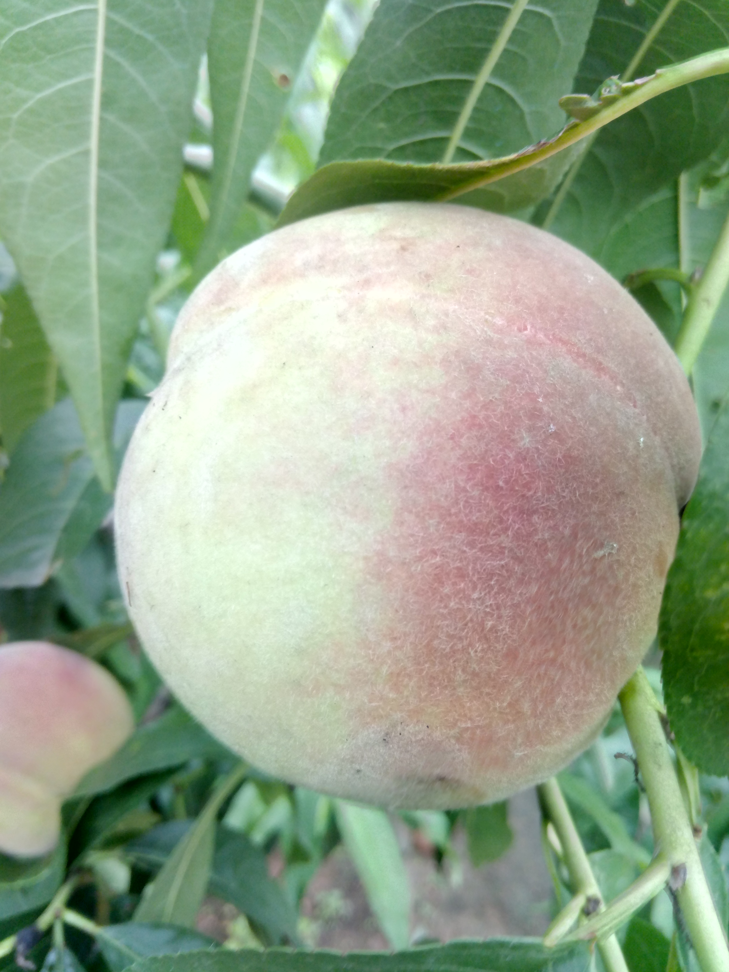 黑龍江 桃樹(shù)種子播種方法種植資料