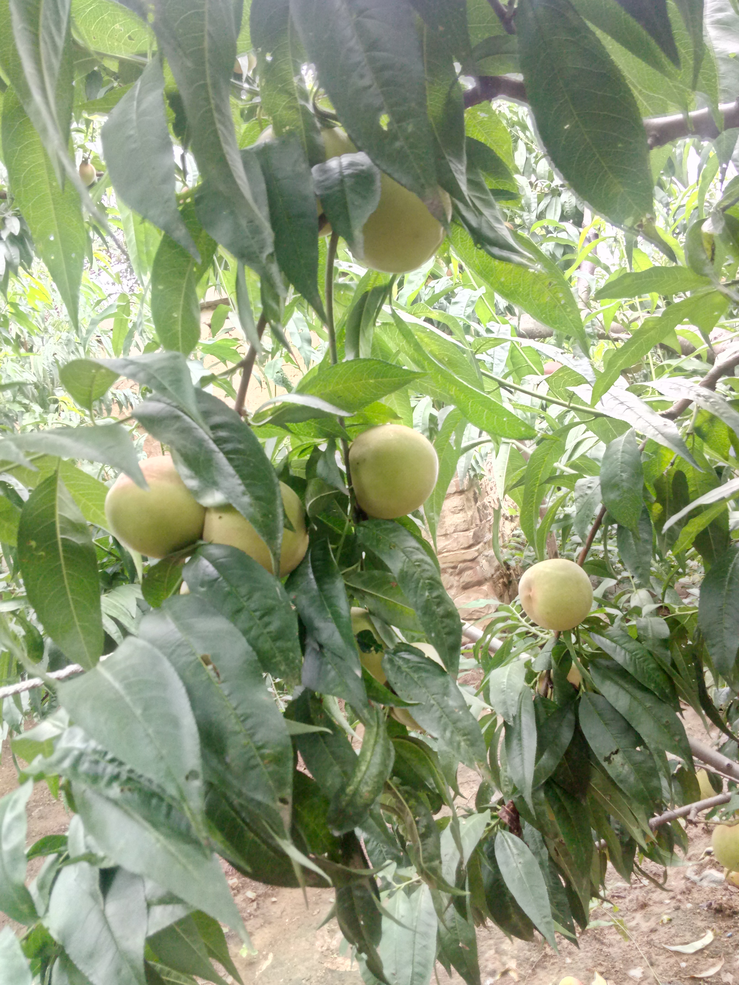 遼寧 桃胡種子哪里有賣種植要點