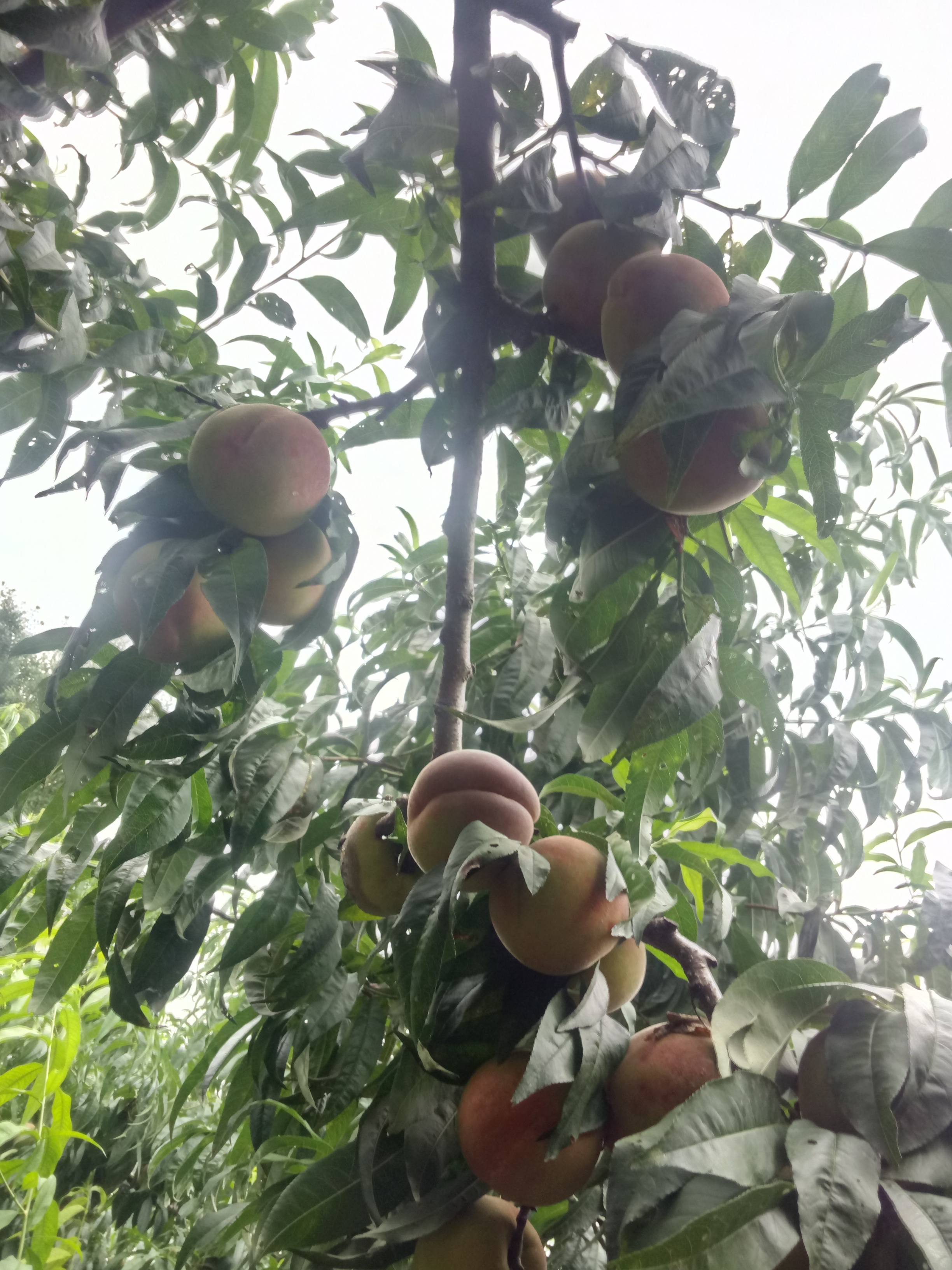 黑龍江 桃樹(shù)種子播種方法種植資料