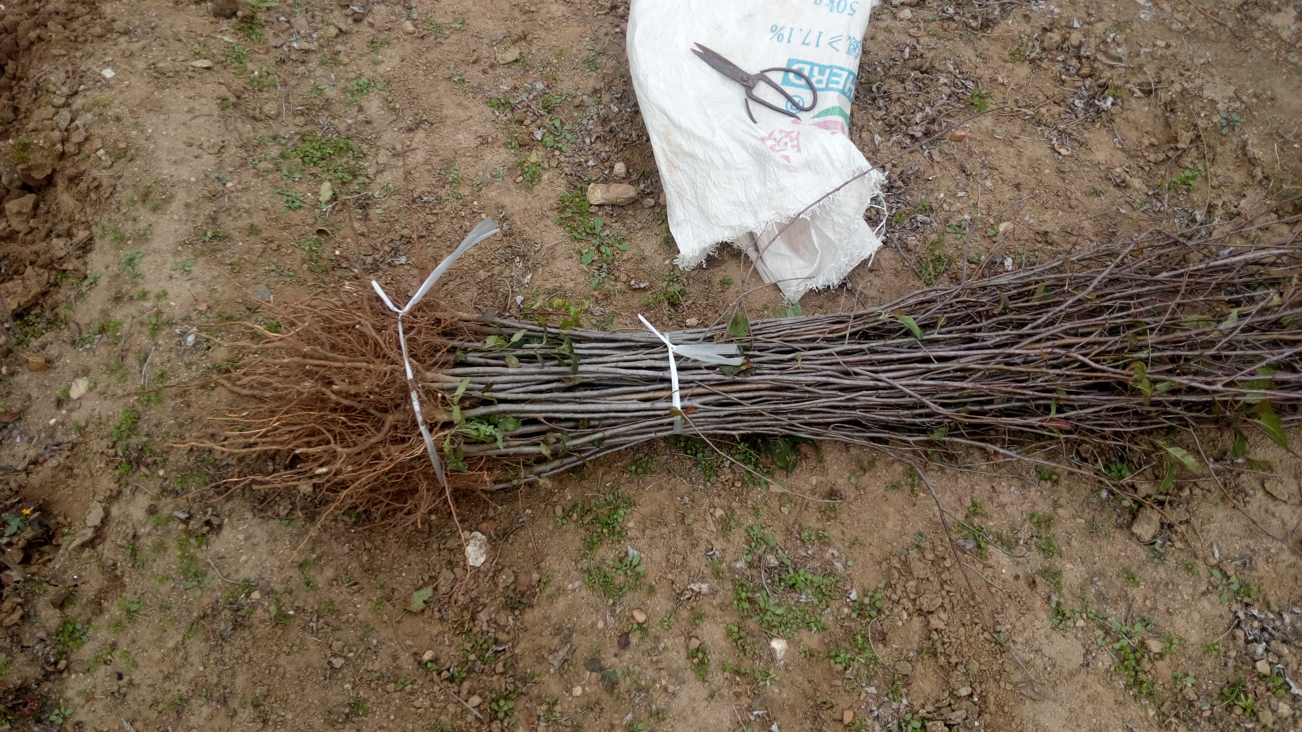 貴州魯麗蘋果苗種植技術(shù)
