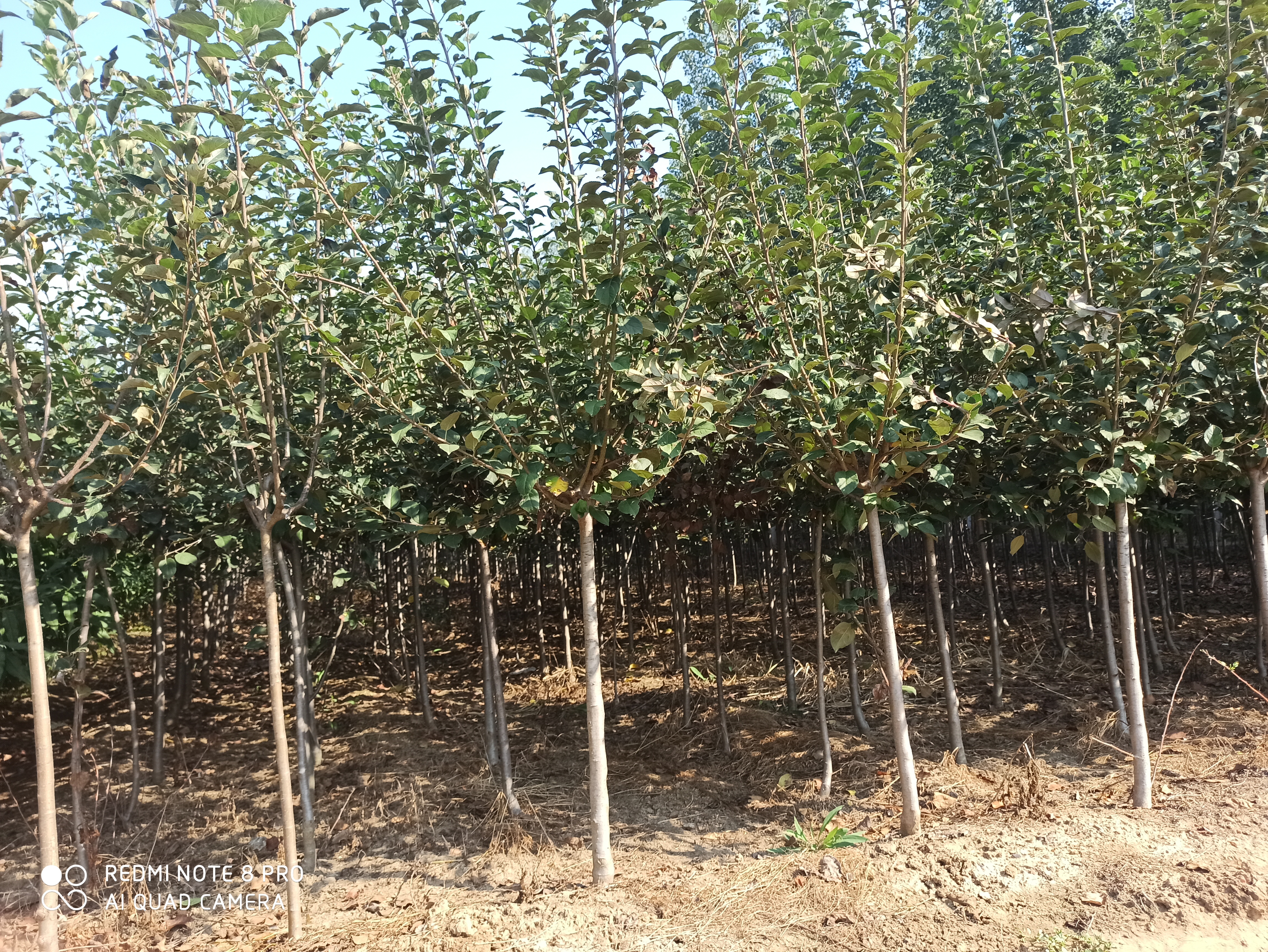 貴州魯麗蘋果苗種植技術(shù)
