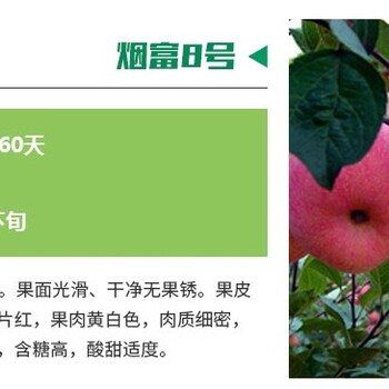 遼寧世界一號(hào)蘋果苗注意事項(xiàng)