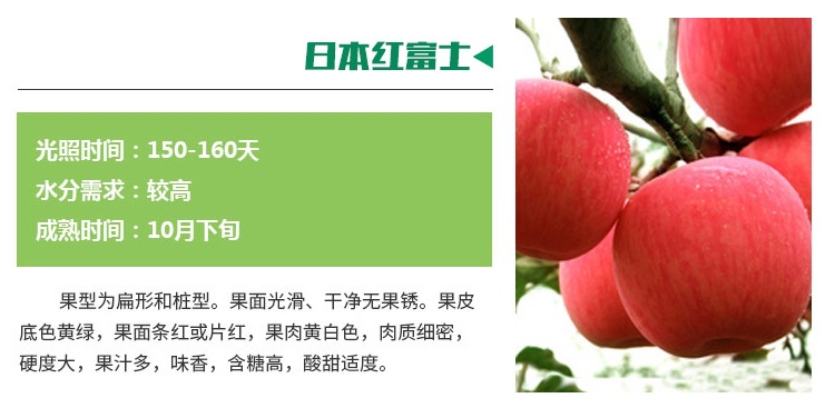湖南煙富0號蘋果苗批發(fā)價格