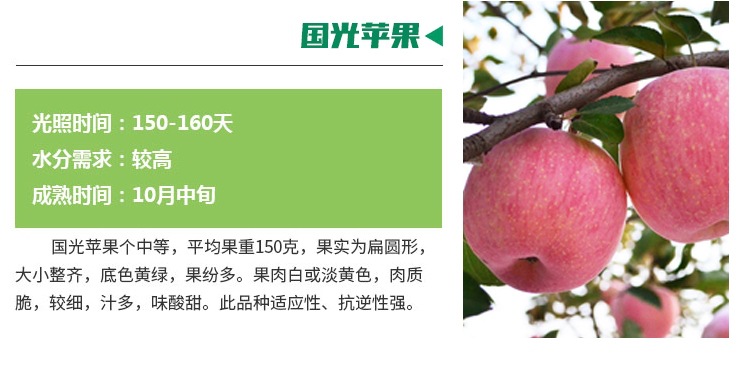 江西長(zhǎng)富蘋果苗種植技術(shù)