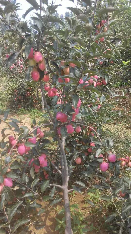 貴州魯麗蘋果苗種植技術(shù)