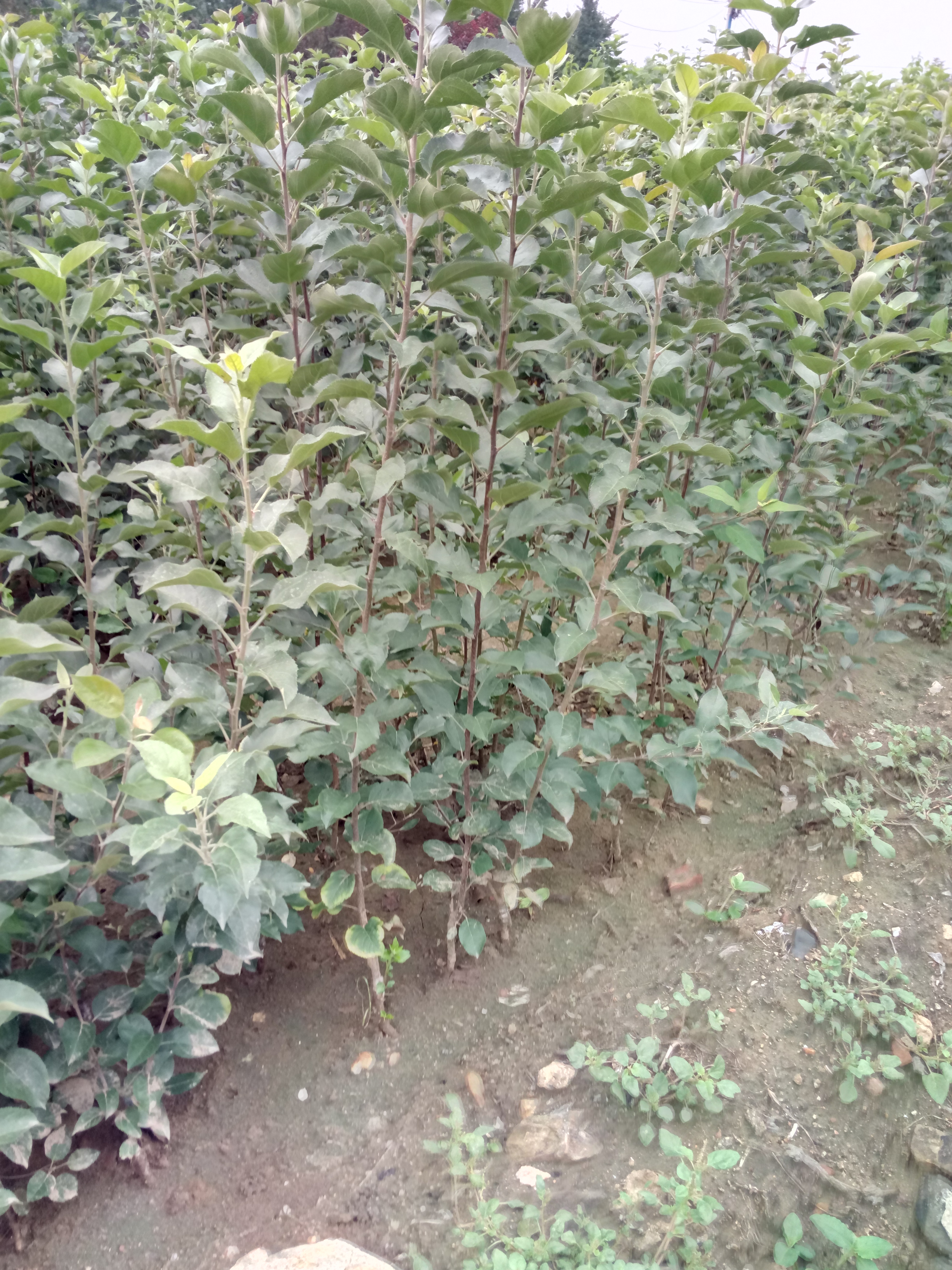貴州魯麗蘋果苗種植技術(shù)