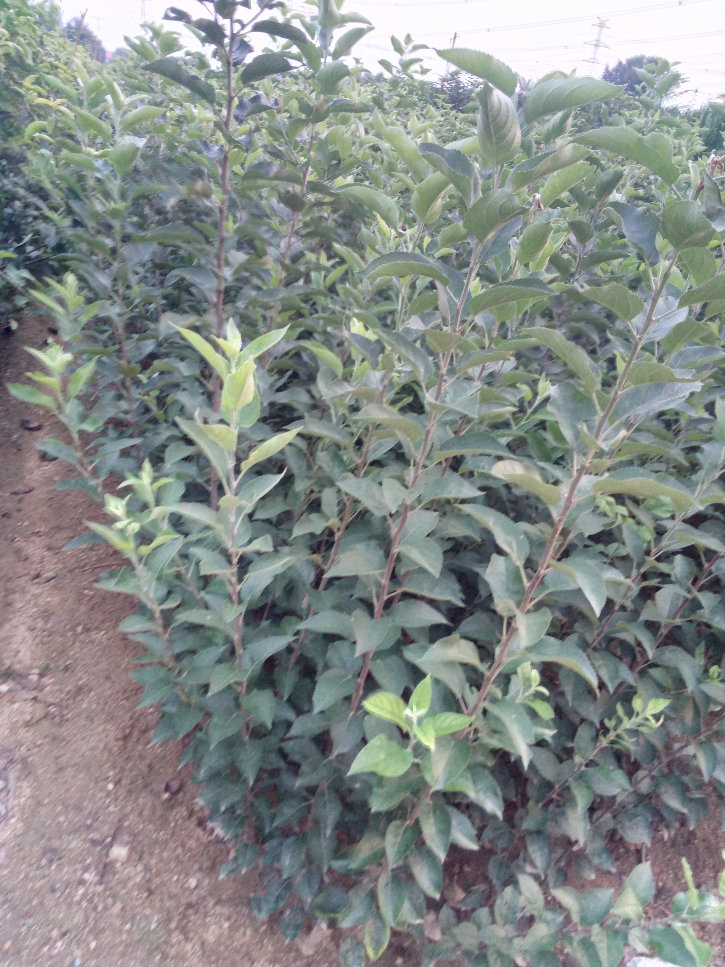 遼寧世界一號(hào)蘋果苗種植技術(shù)