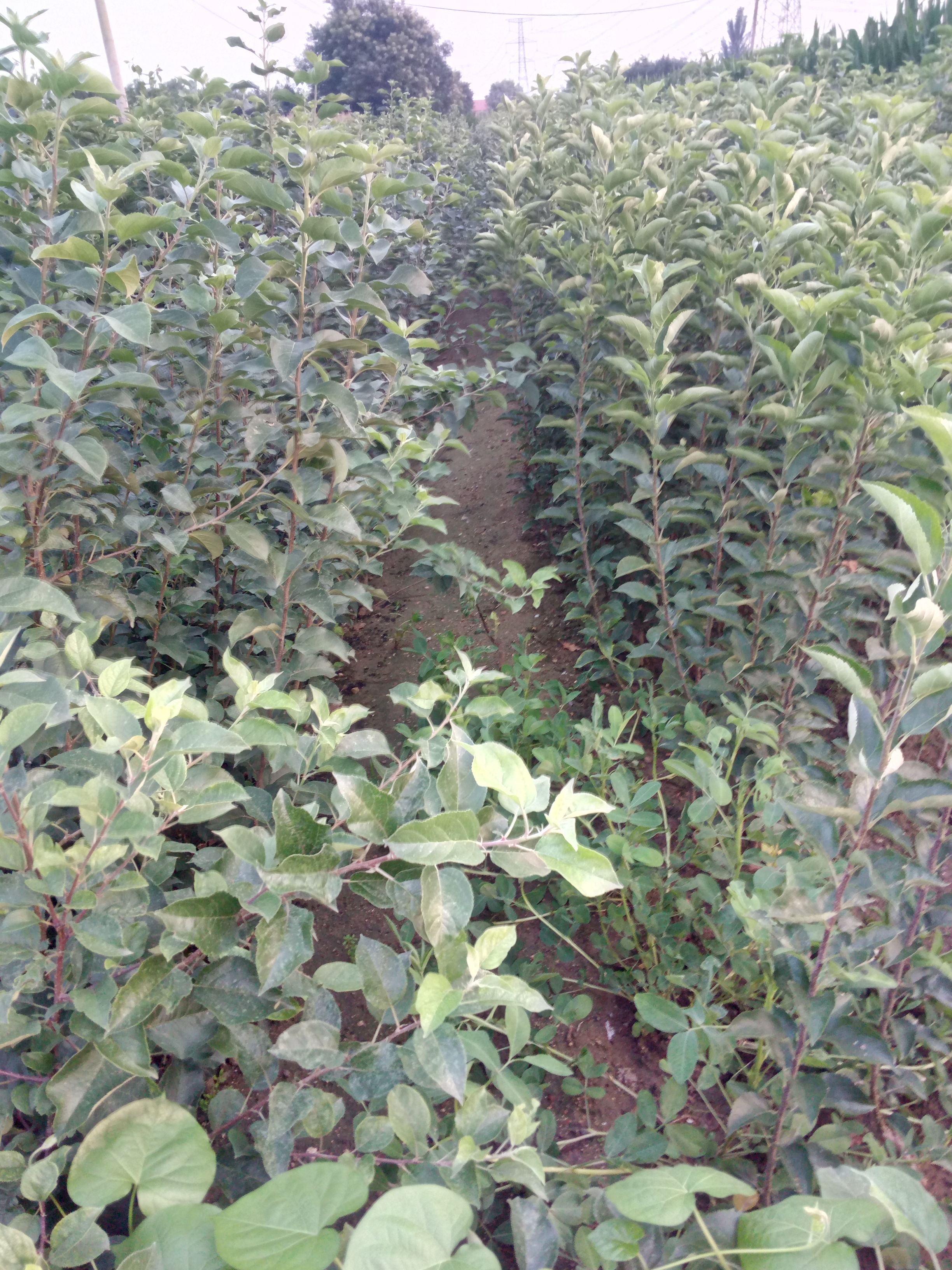 貴州魯麗蘋果苗種植技術(shù)