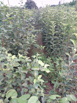 河南紅肉蘋果苗種植資料