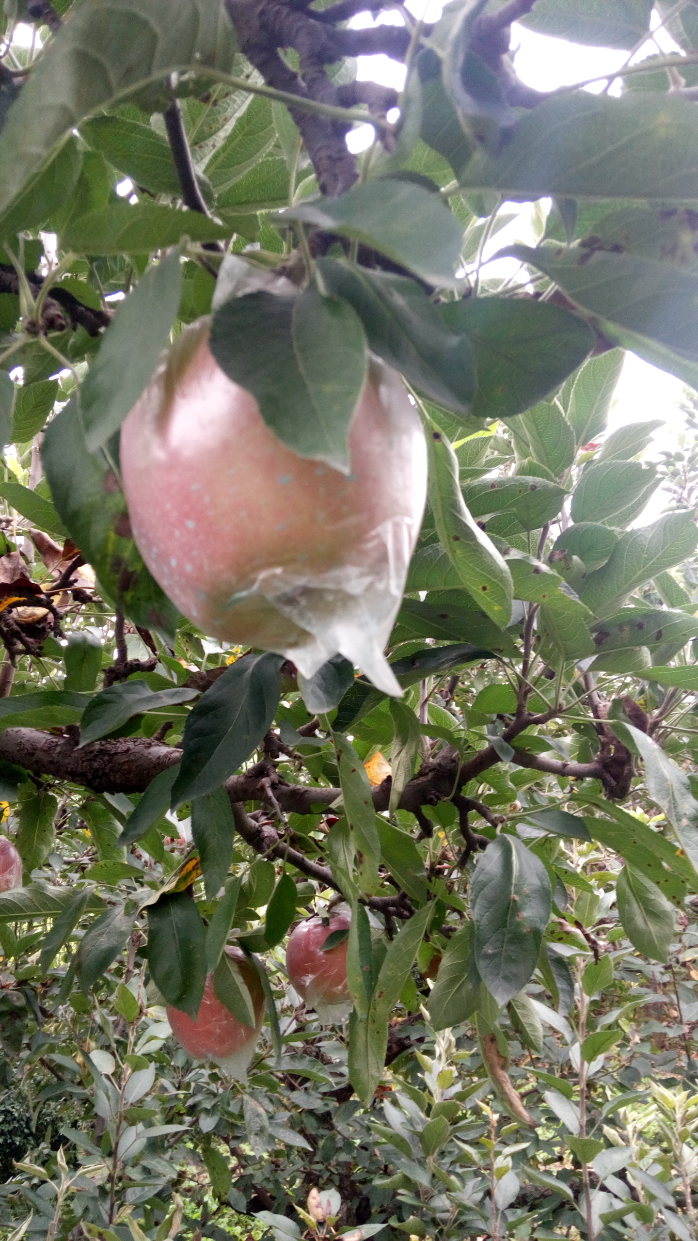 河北秦脆苹果苗种植要点