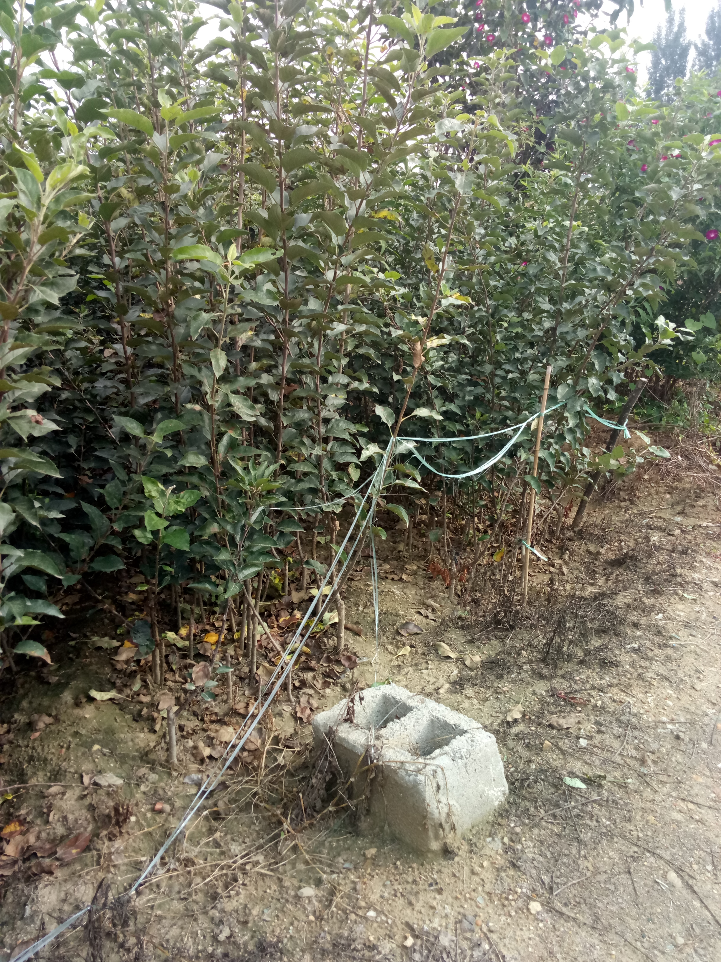 貴州魯麗蘋果苗種植技術(shù)