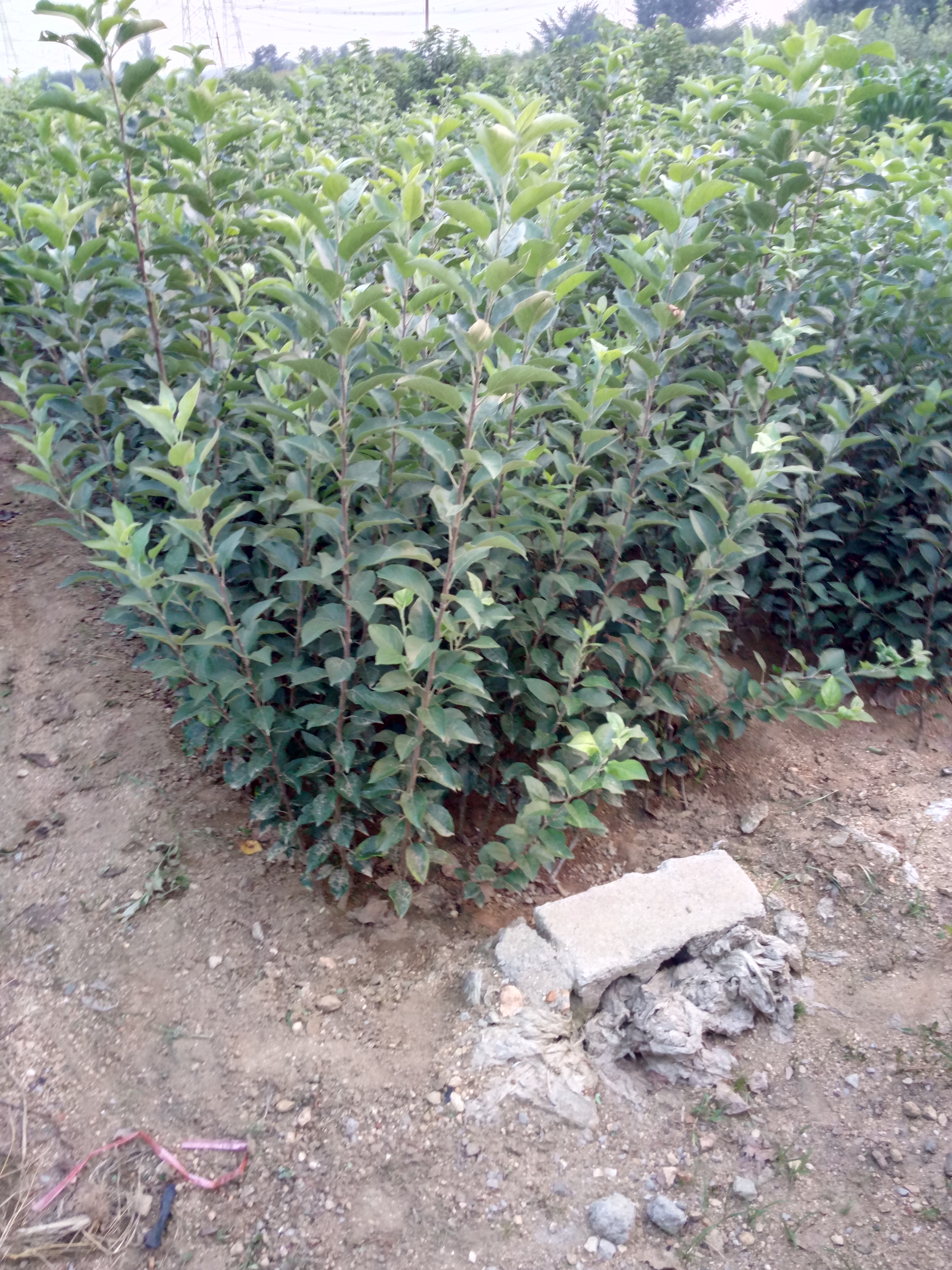 山西煙富8號蘋果苗包結果