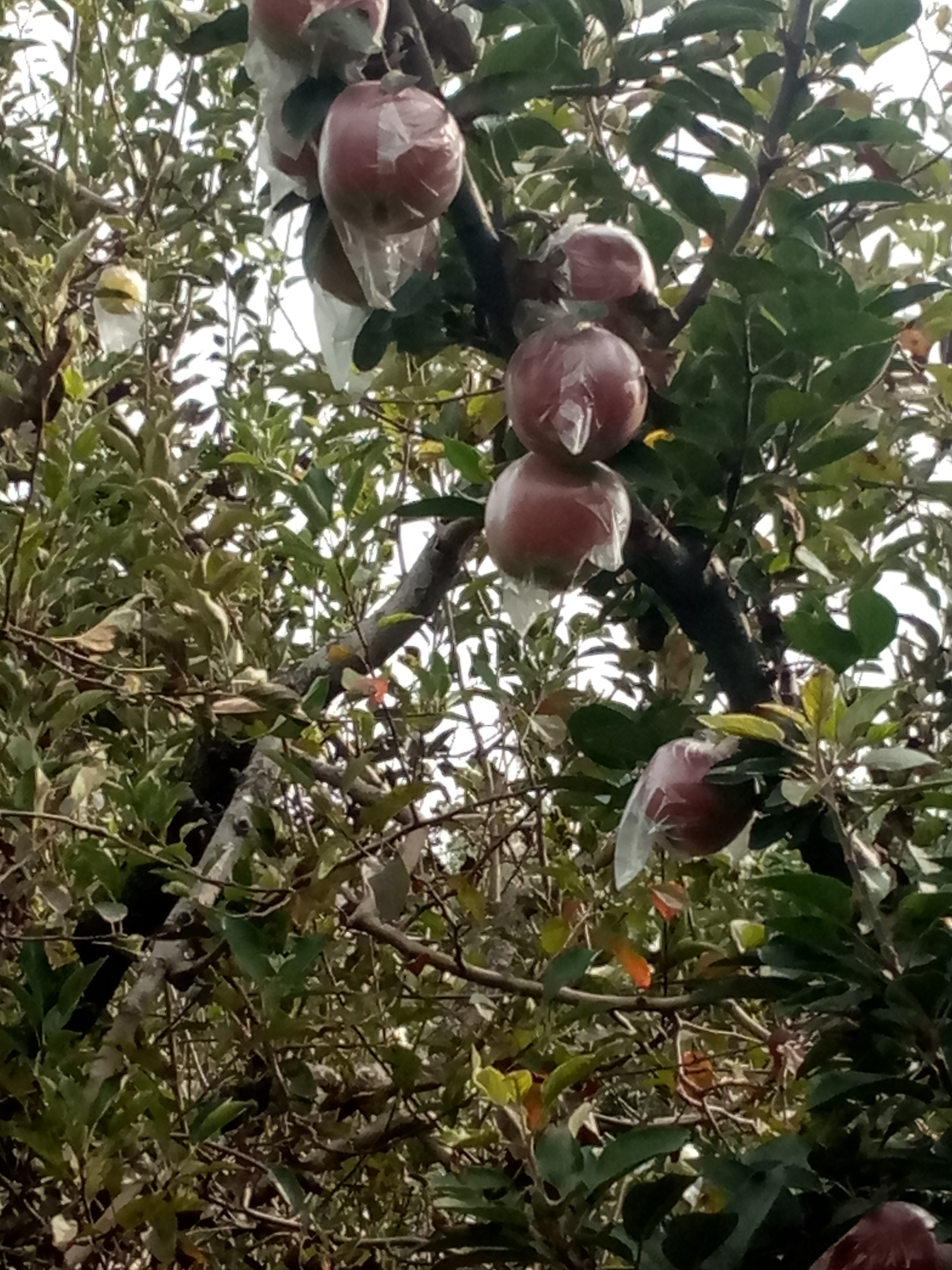 贵州水蜜桃苹果苗种植资料