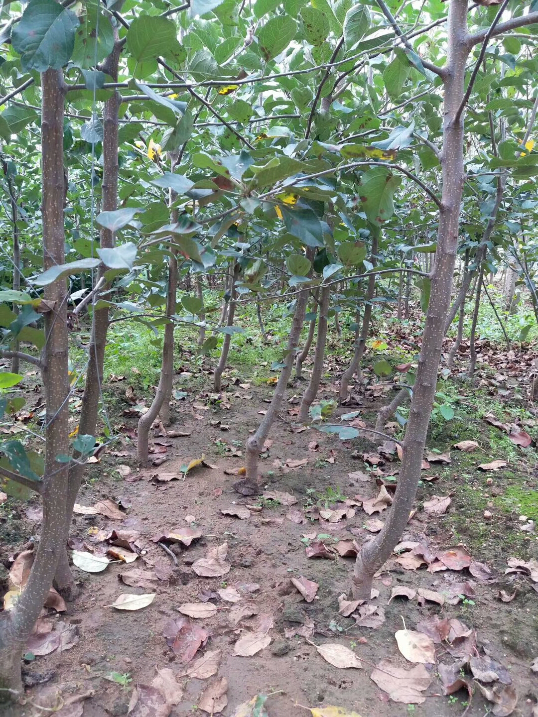 河北秦脆苹果苗种植要点