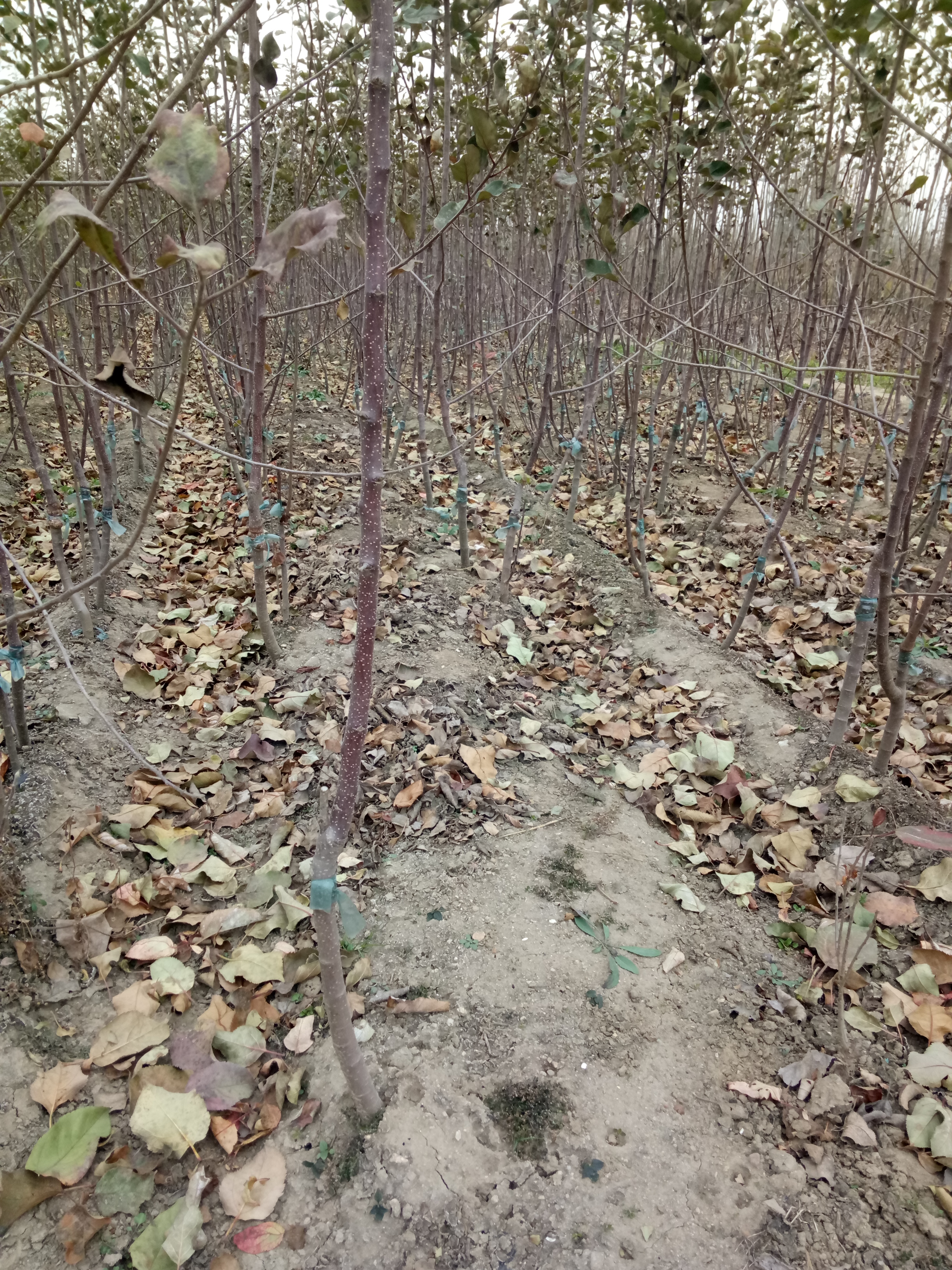 黑龍江柱狀蘋(píng)果苗值得信賴