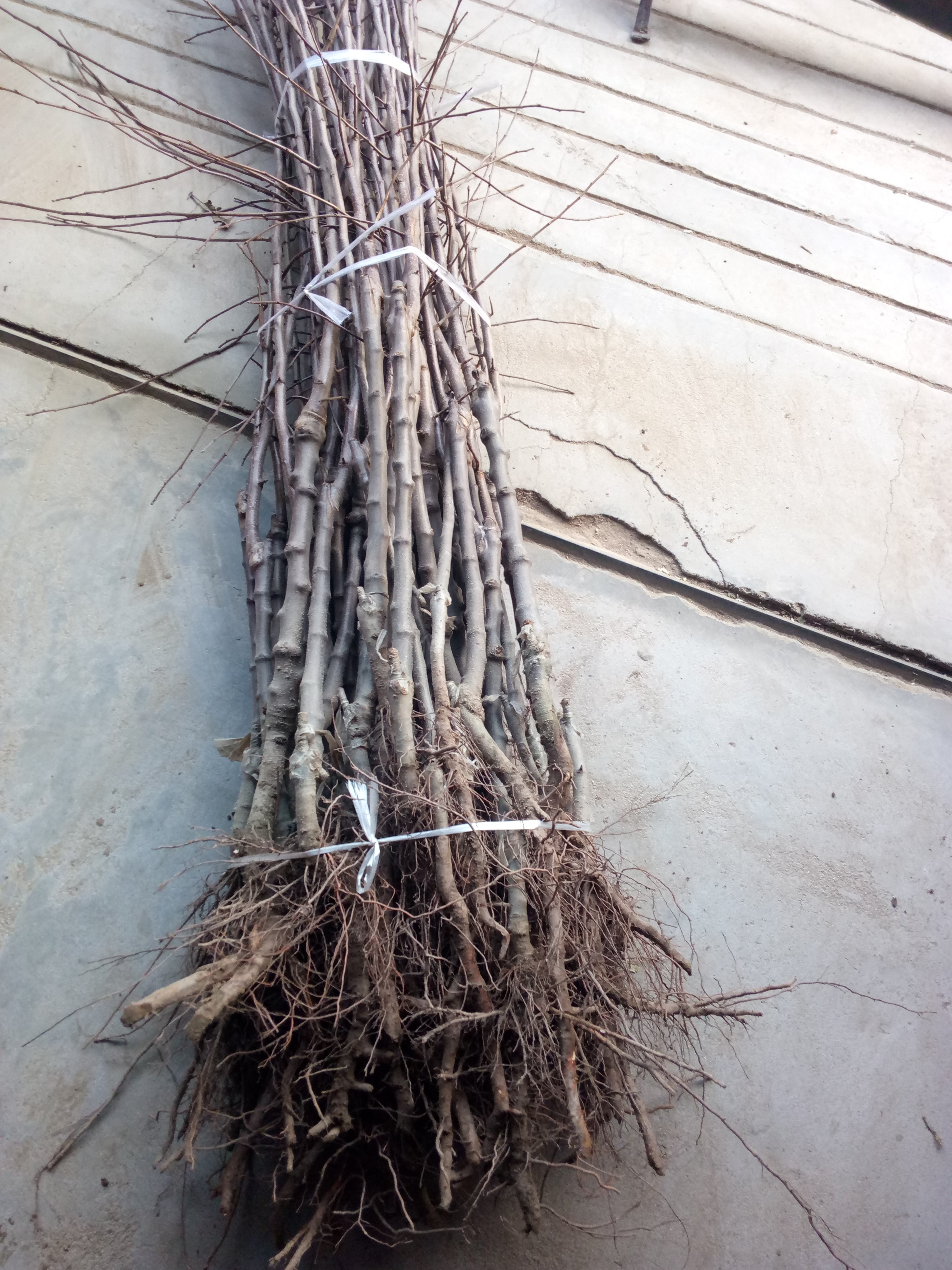 遼寧世界一號(hào)蘋果苗種植技術(shù)