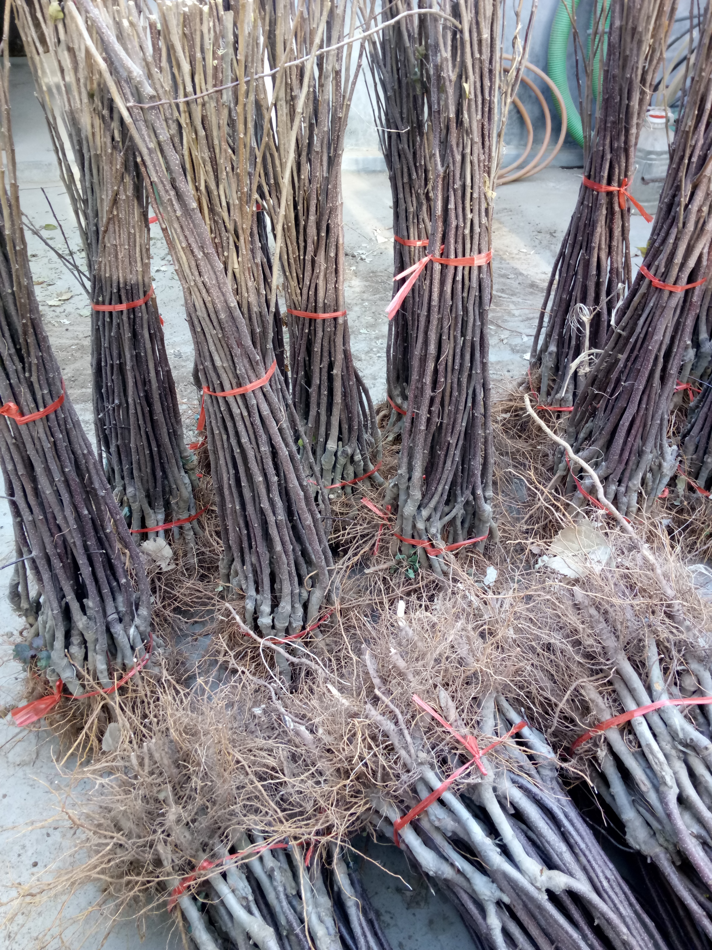 貴州魯麗蘋果苗種植技術(shù)