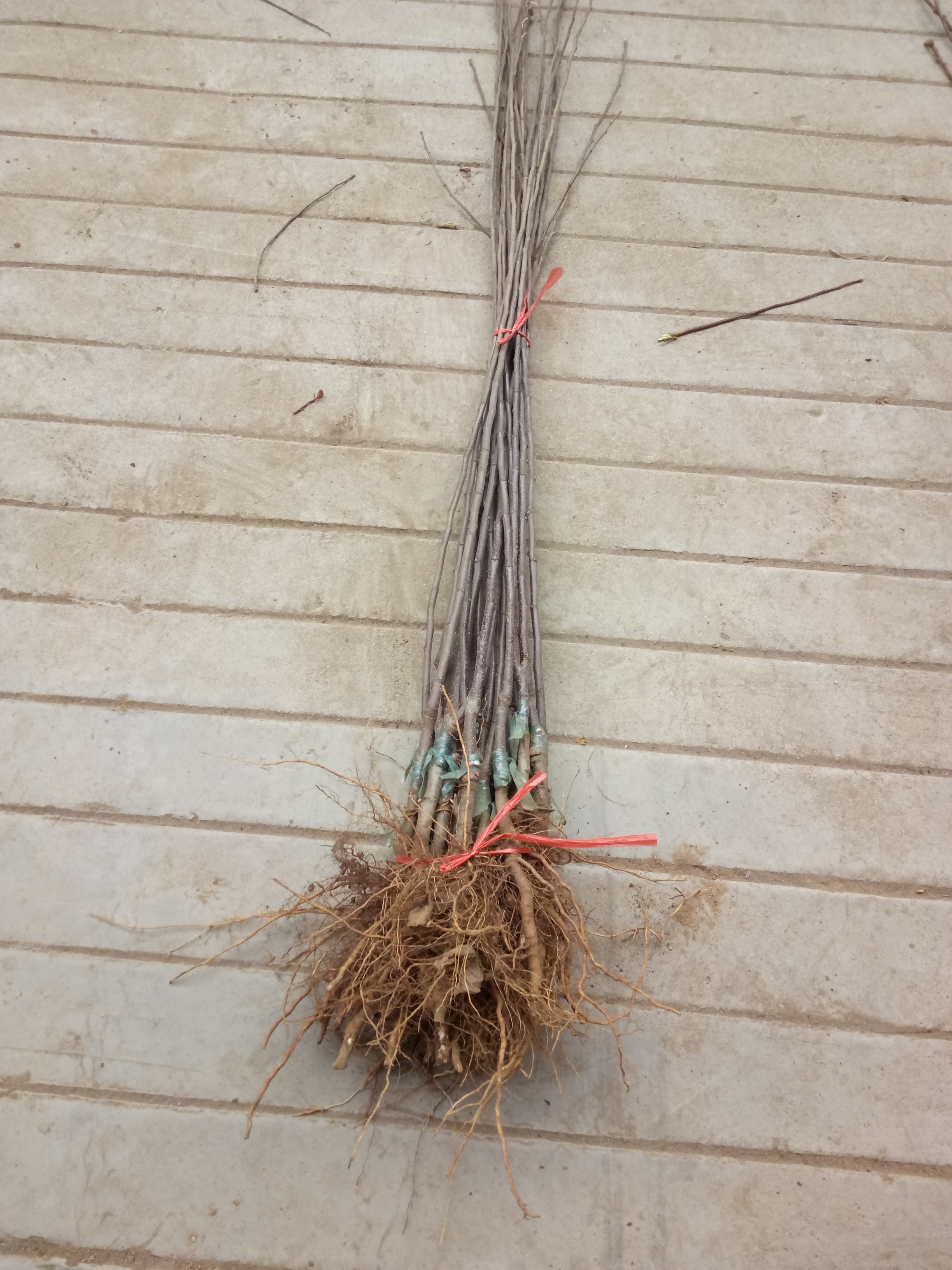 貴州魯麗蘋果苗種植技術(shù)