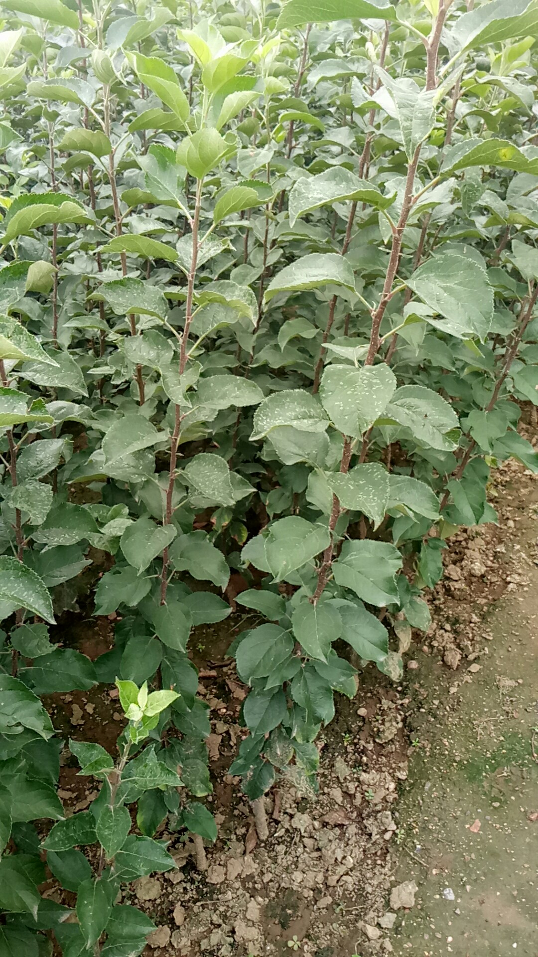 吉林花牛苹果苗品种纯