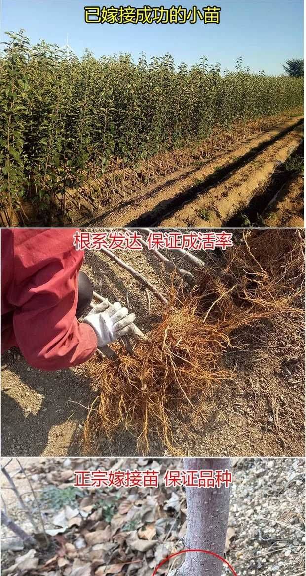 辽宁世界一号苹果苗保湿邮寄