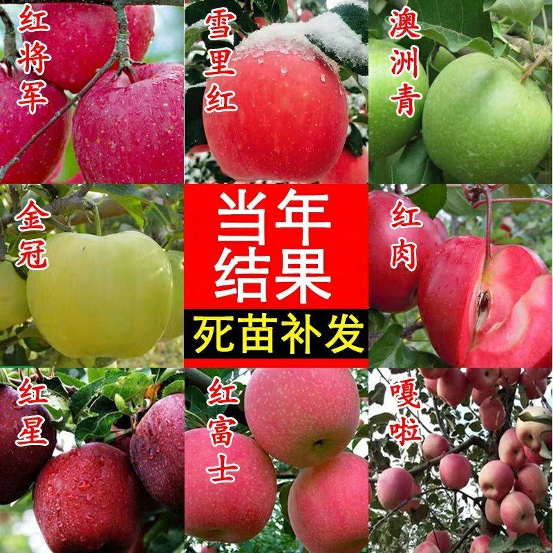 遼寧矮化蘋果苗批發(fā)市場