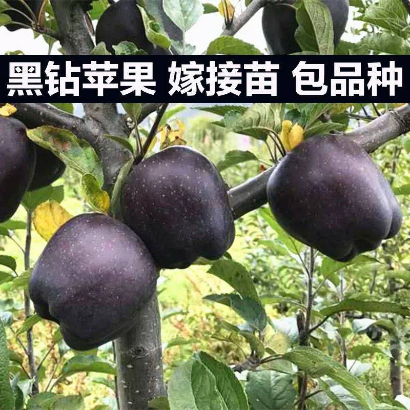 山西长富苹果苗管理方法