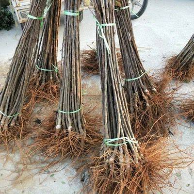黑龍江柱狀蘋(píng)果苗值得信賴