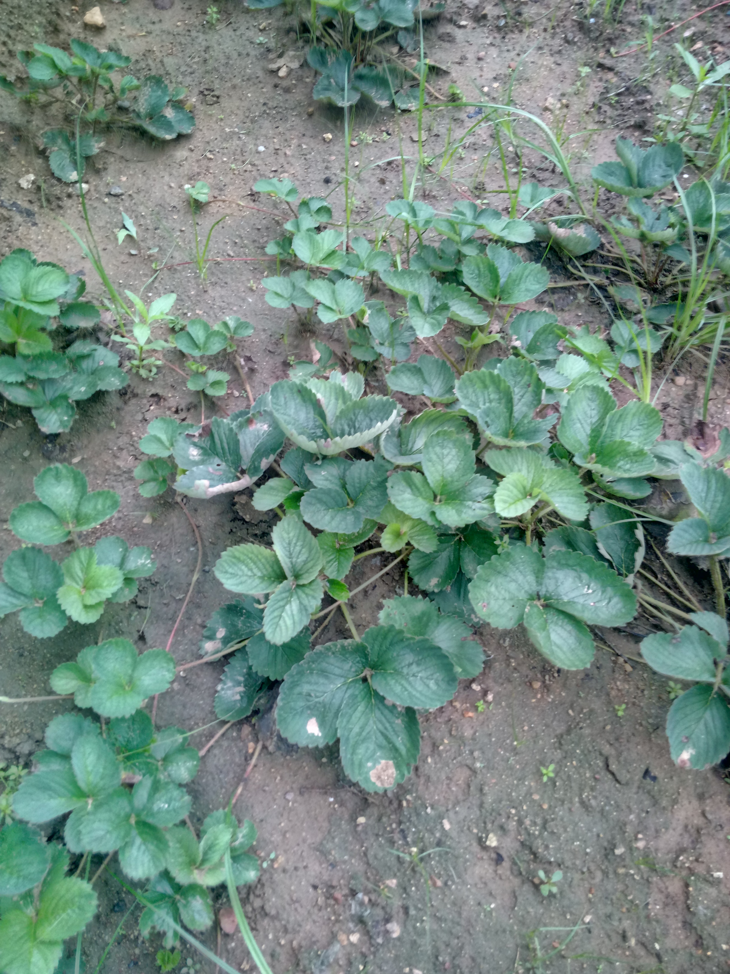 陜西豐香草莓苗種植技術(shù)