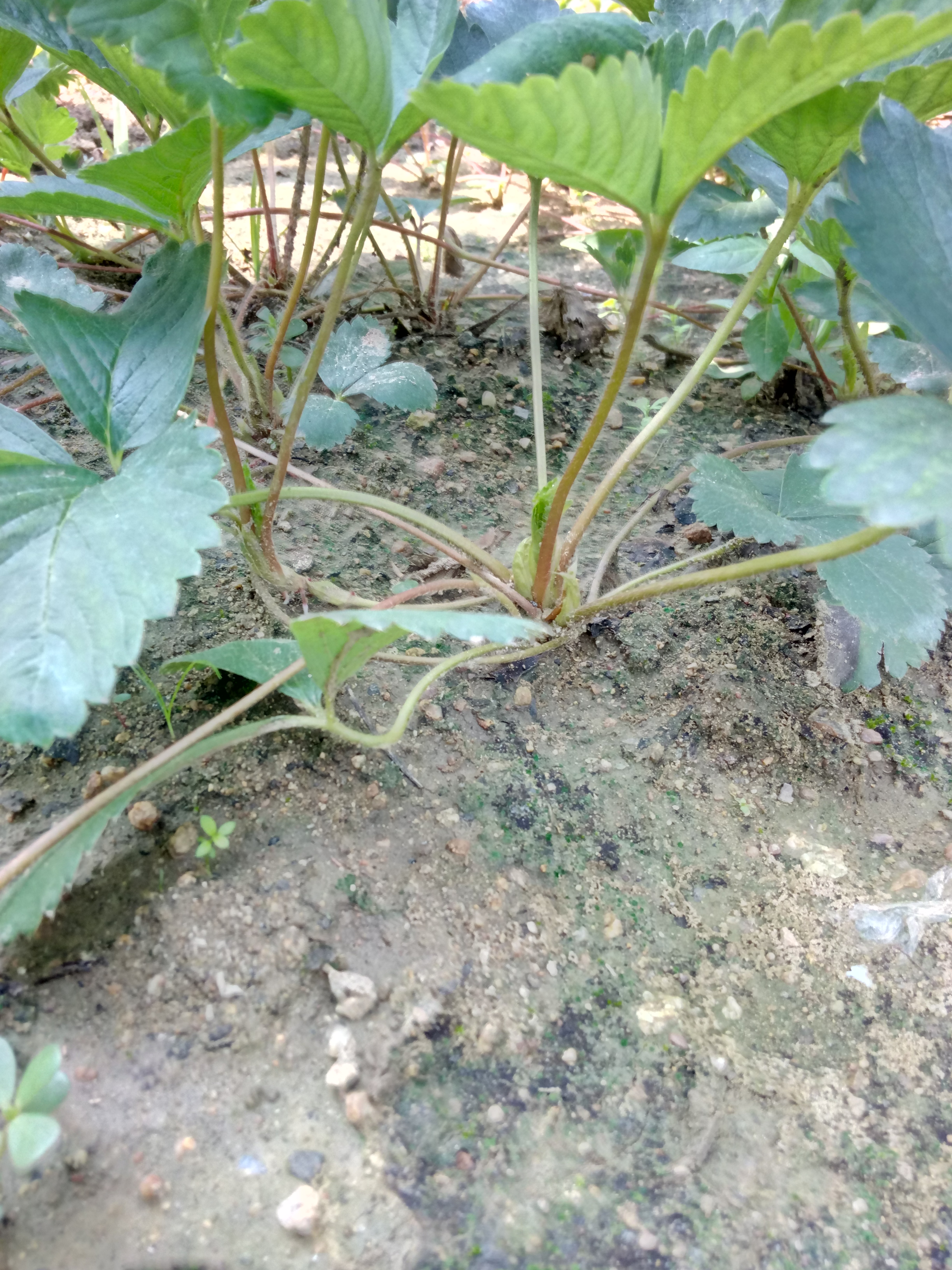 甘肅奶油草莓苗放心苗