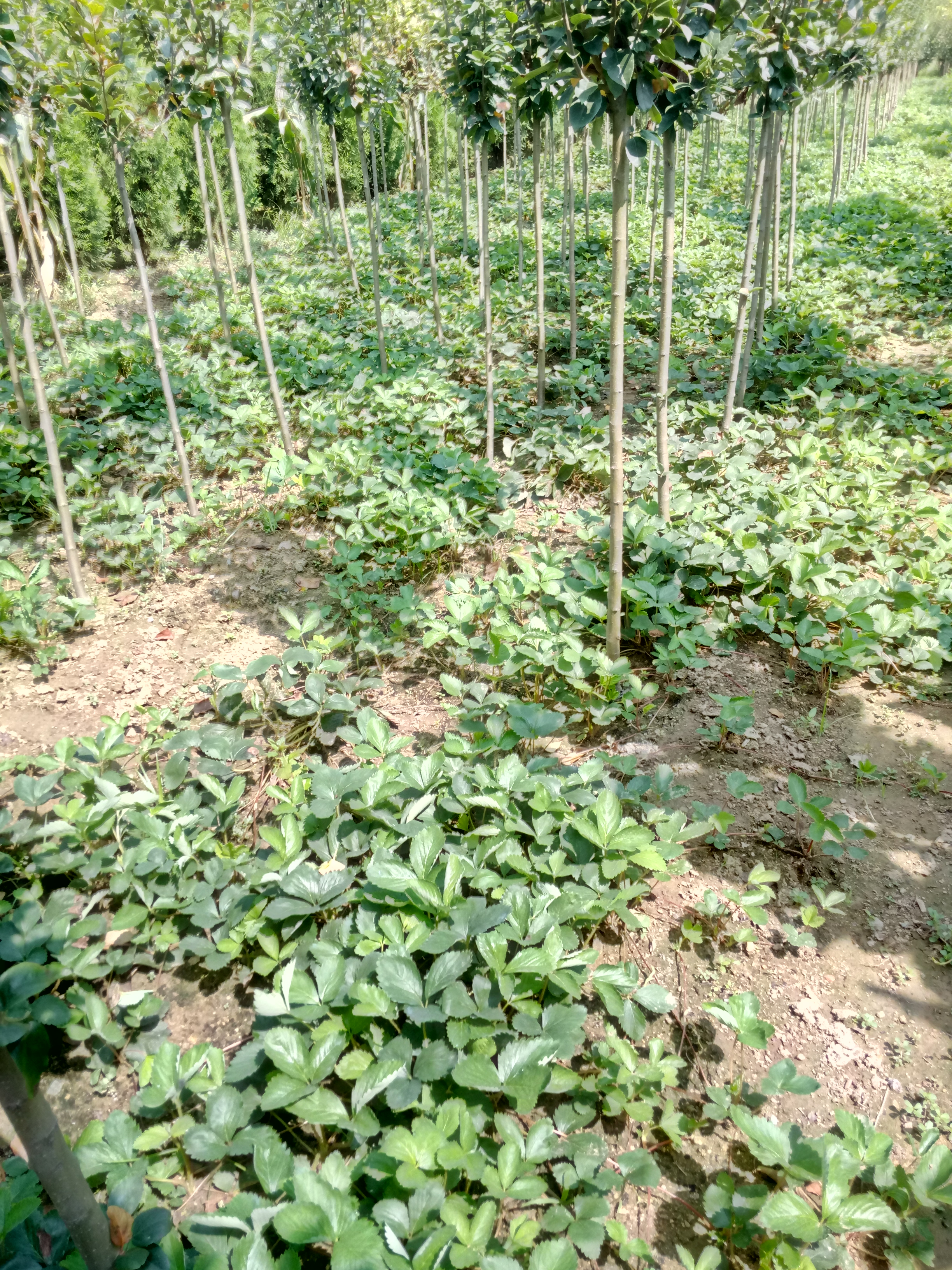甘肅奶油草莓苗放心苗