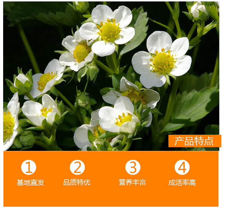河北豐香草莓苗品種純
