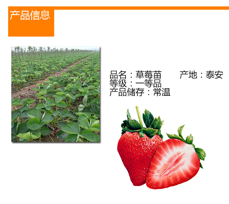陜西豐香草莓苗種植技術(shù)