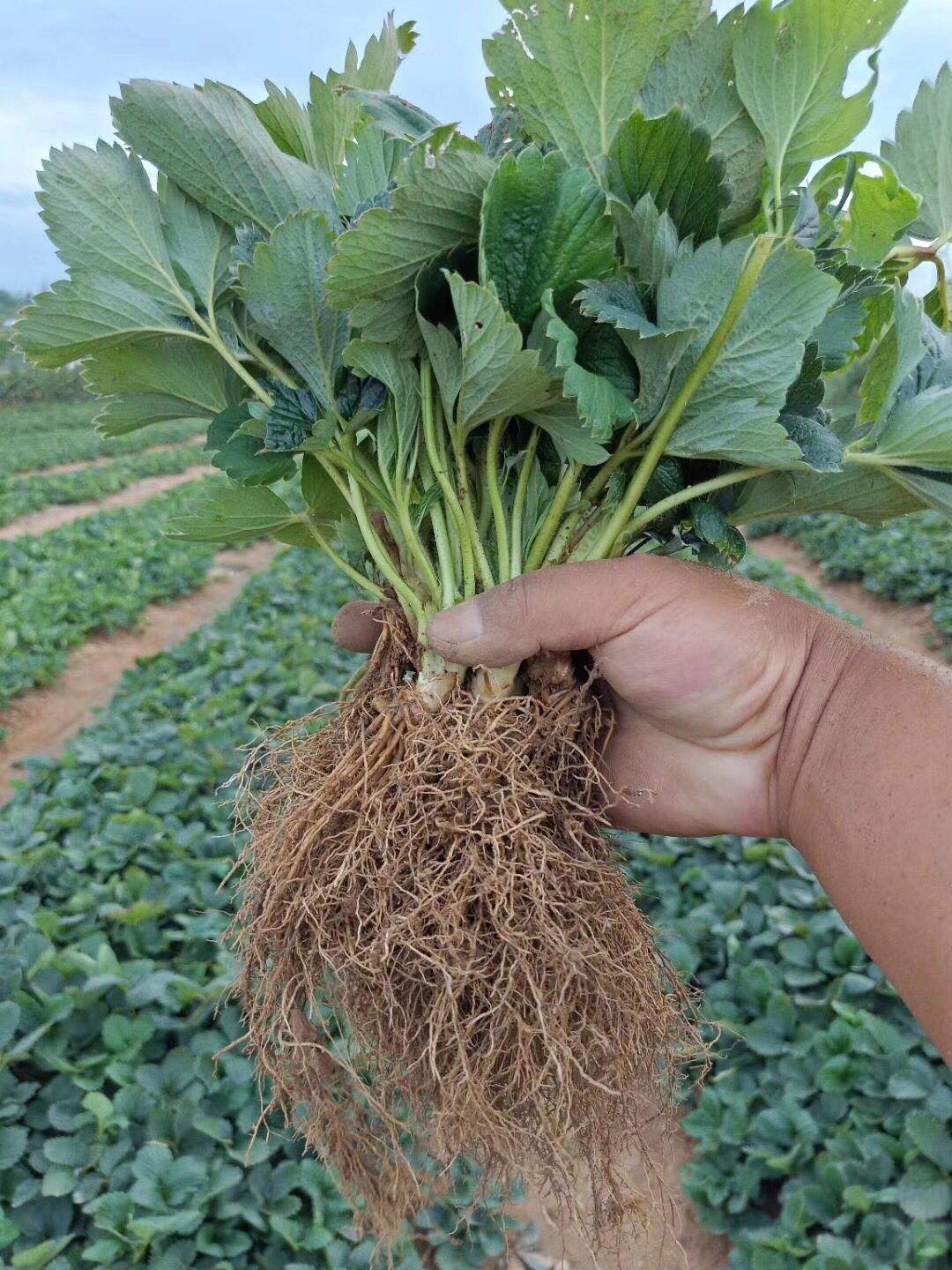 河北豐香草莓苗品種純